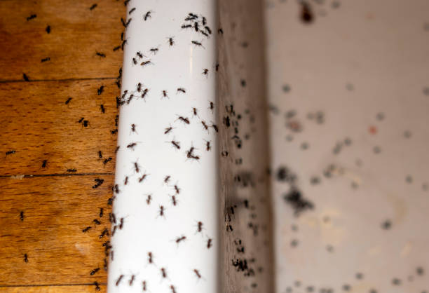 Best Affordable Pest Control Services  in Forsyth, MT